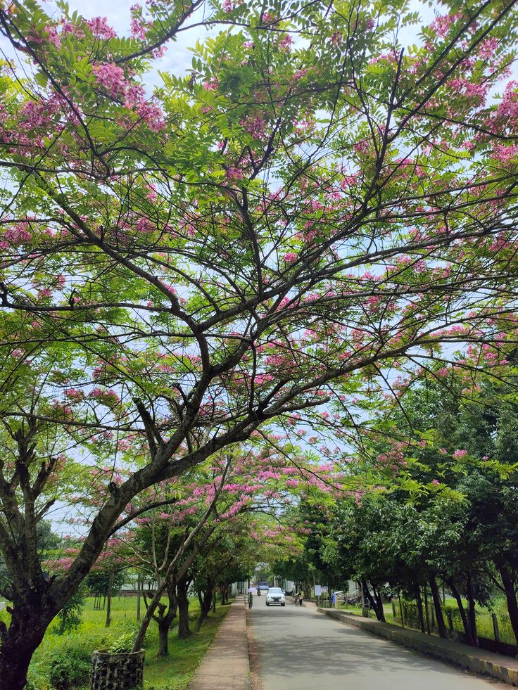 Flowering tree canopy with pink blossoms and green leaves in Dibrugarh, Assam
