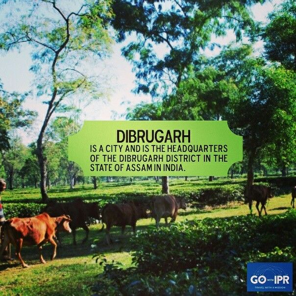 Green signboard describing Dibrugarh city surrounded by trees and grazing cows in Assam, India
