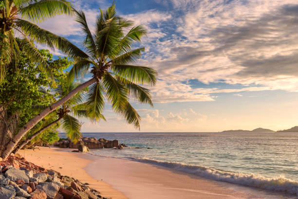 Sunset view on a tranquil tropical beach with palm trees and rocky shore