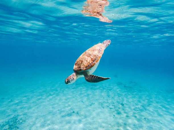 Sea turtle swimming gracefully underwater in clear blue ocean